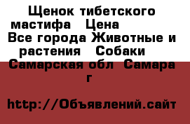 Щенок тибетского мастифа › Цена ­ 60 000 - Все города Животные и растения » Собаки   . Самарская обл.,Самара г.